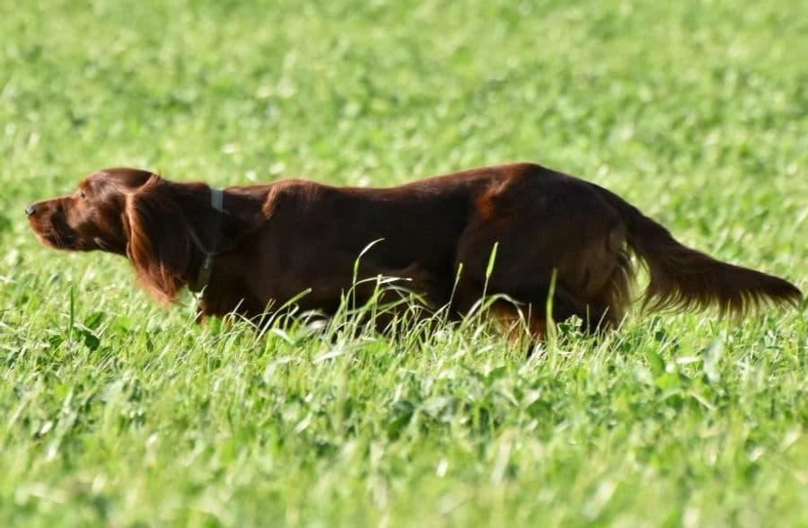 Irish Setter bei der Feldarbeit